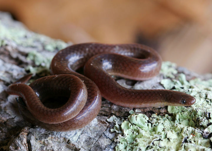 Worm Snake